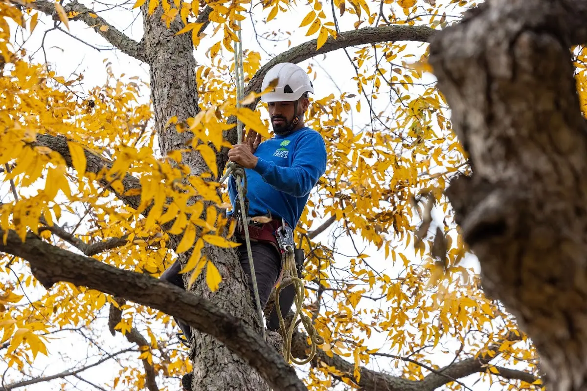 Skilled Tree Transplanting crew working in Omaha
